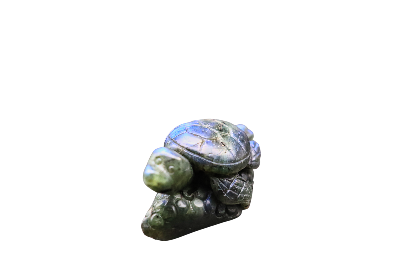 Schildkröte der Transformation: Labradorit #1