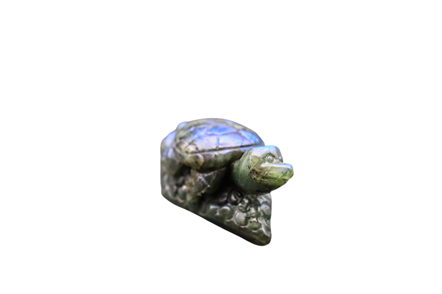 Schildkröte der Transformation: Labradorit #1