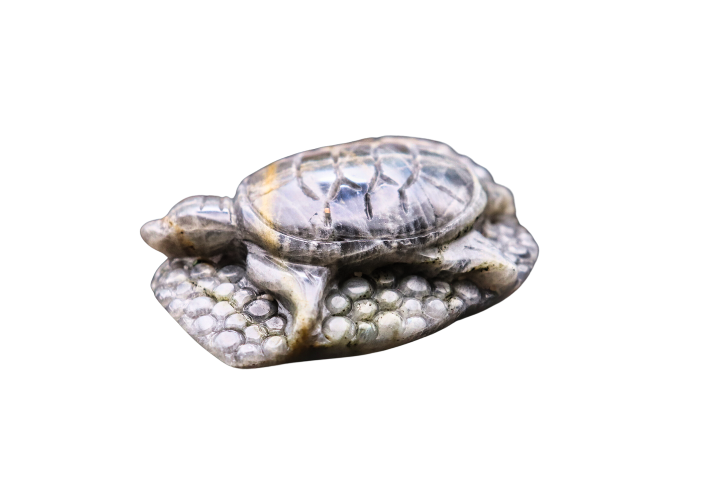 Schildkröte der Transformation: Labradorit #2