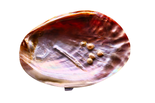 Muschel mit Perlen: verborgener Schatz aus der Tiefe #1