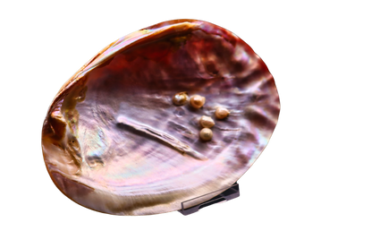 Muschel mit Perlen: verborgener Schatz aus der Tiefe #1