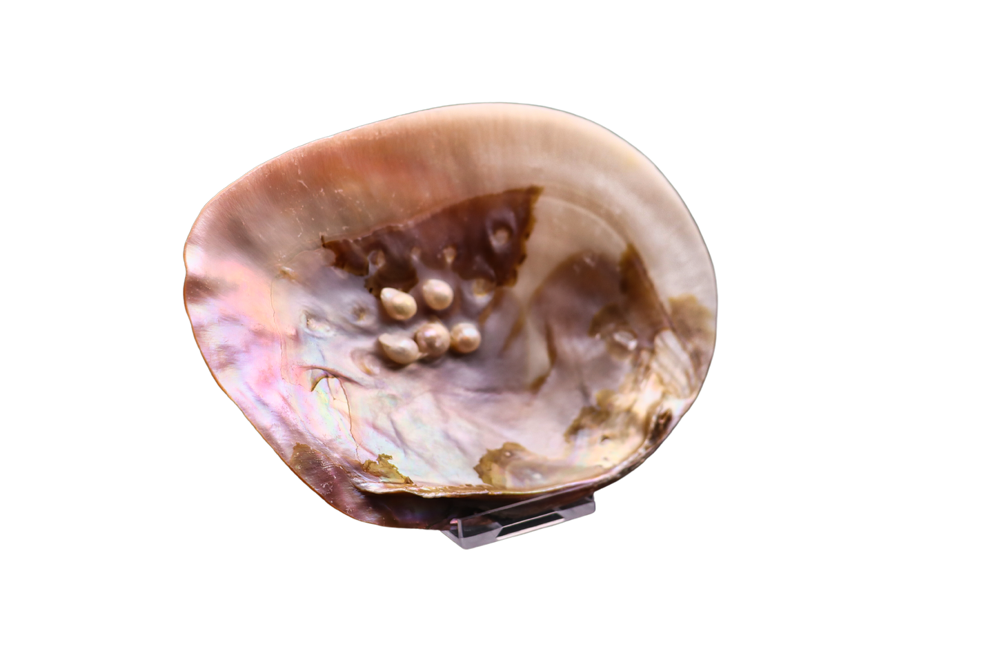 Muschel mit Perlen: verborgener Schatz aus der Tiefe #2