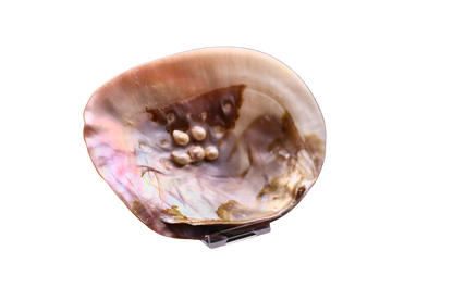 Muschel mit Perlen: verborgener Schatz aus der Tiefe #2