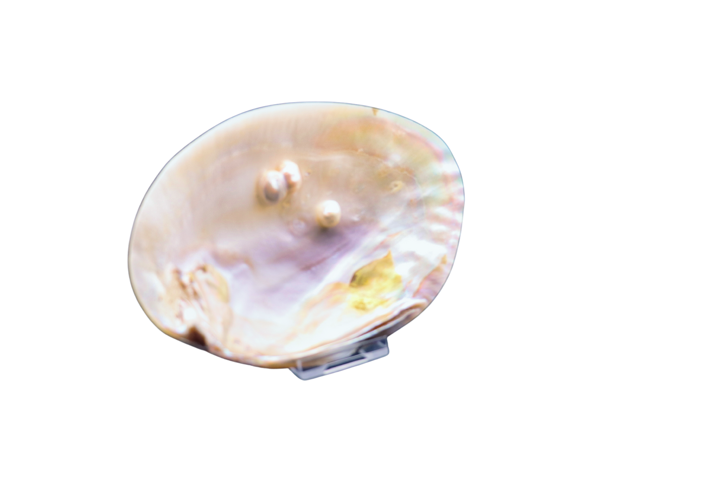 Muschel mit Perlen: verborgener Schatz aus der Tiefe #3