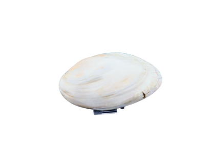 Muschel mit Perlen: verborgener Schatz aus der Tiefe #3