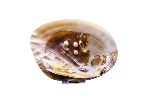 Muschel mit Perlen: verborgener Schatz aus der Tiefe #4