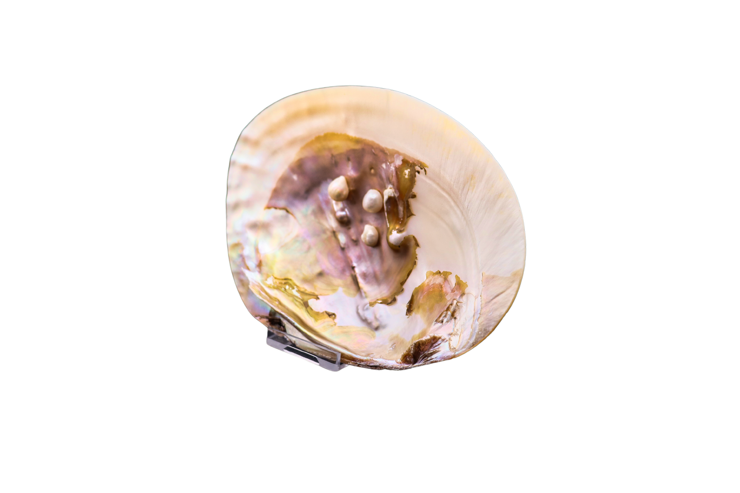 Muschel mit Perlen: verborgener Schatz aus der Tiefe #4