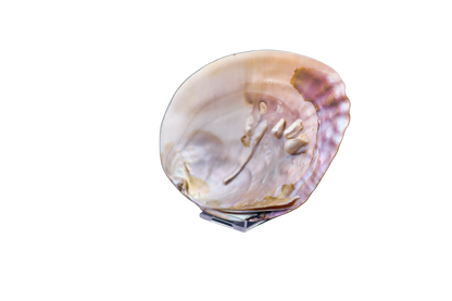 Muschel mit Perlen: verborgener Schatz aus der Tiefe #5