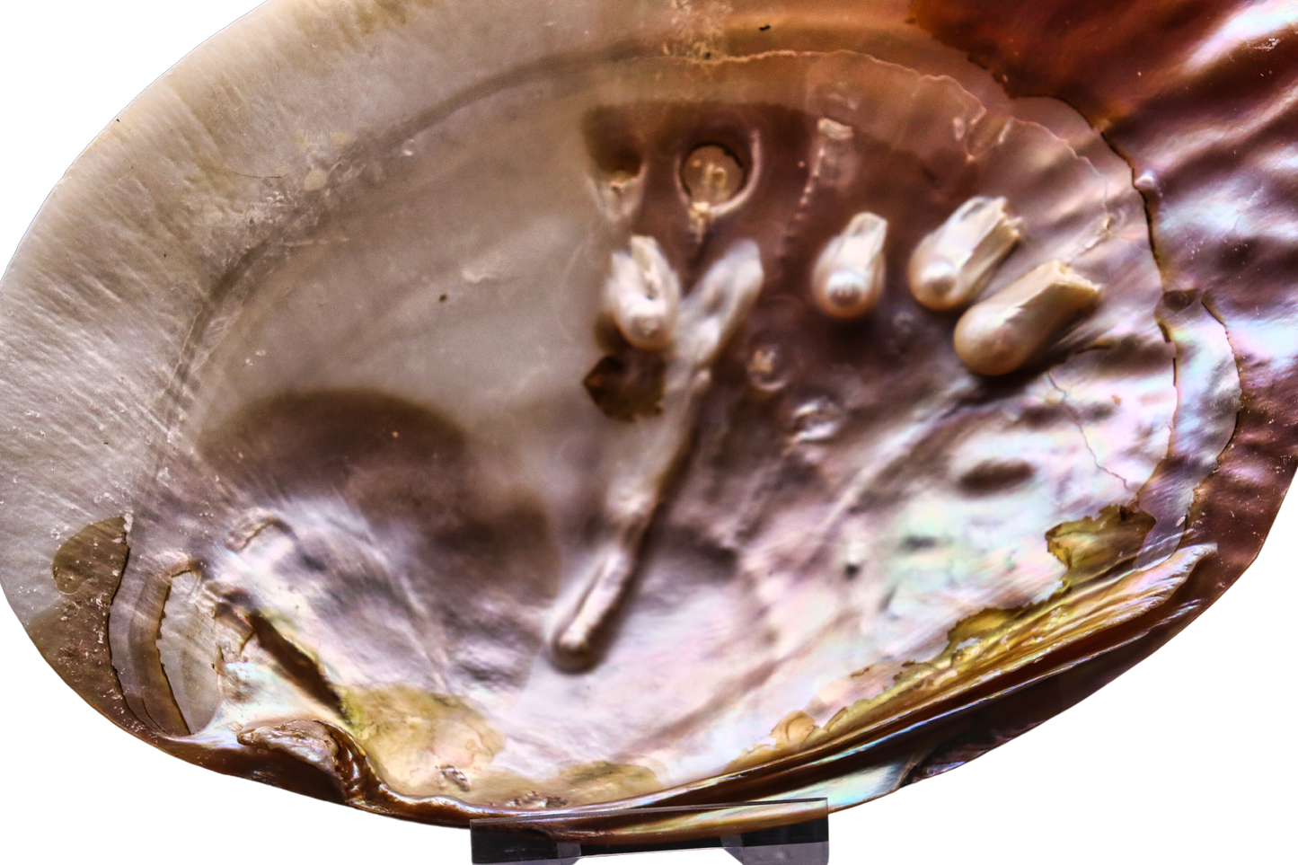 Muschel mit Perlen: verborgener Schatz aus der Tiefe #5