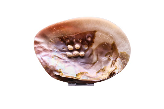 Muschel mit Perlen: Ein verborgener Schatz aus der Tiefe der Natur