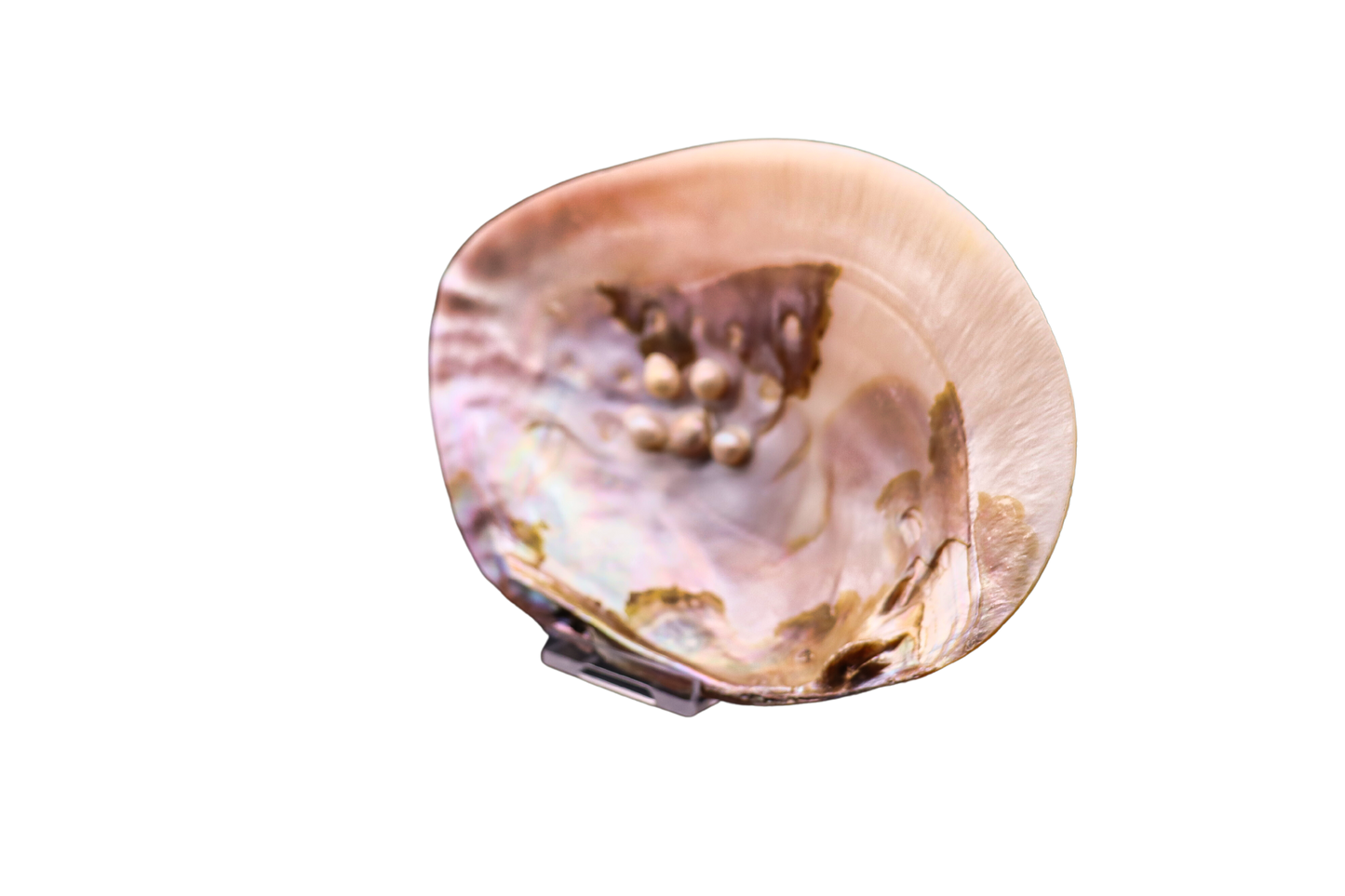 Muschel mit Perlen: Ein verborgener Schatz aus der Tiefe der Natur